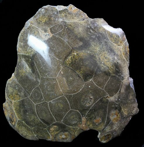 Polished Fossil Coral Head - Morocco #60017